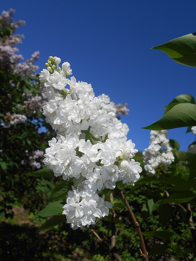 syringa miss ellen willmott
