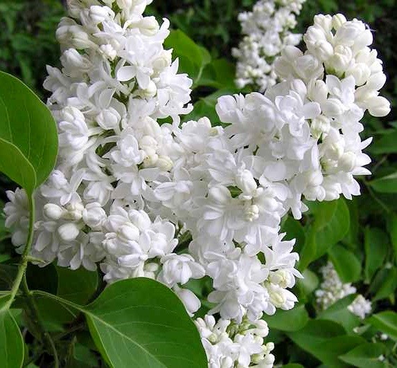 syringa mme lemoine 1