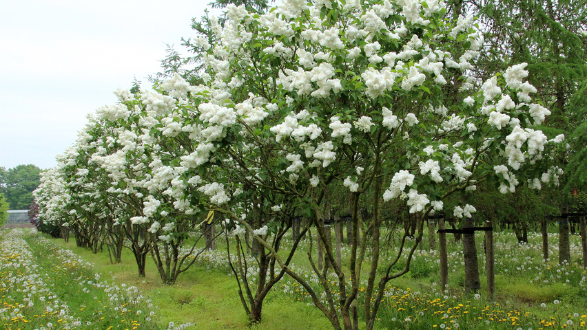 syringa mme lemoine 2