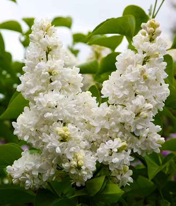 syringa mme lemoine