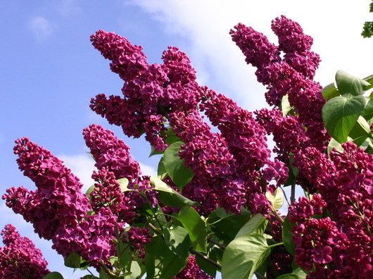syringa znamya lenina 1