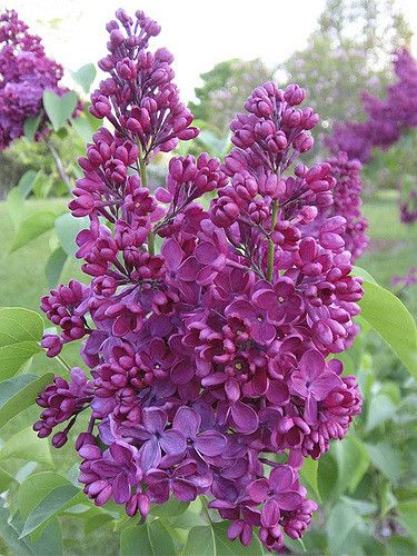 syringa znamya lenina 2