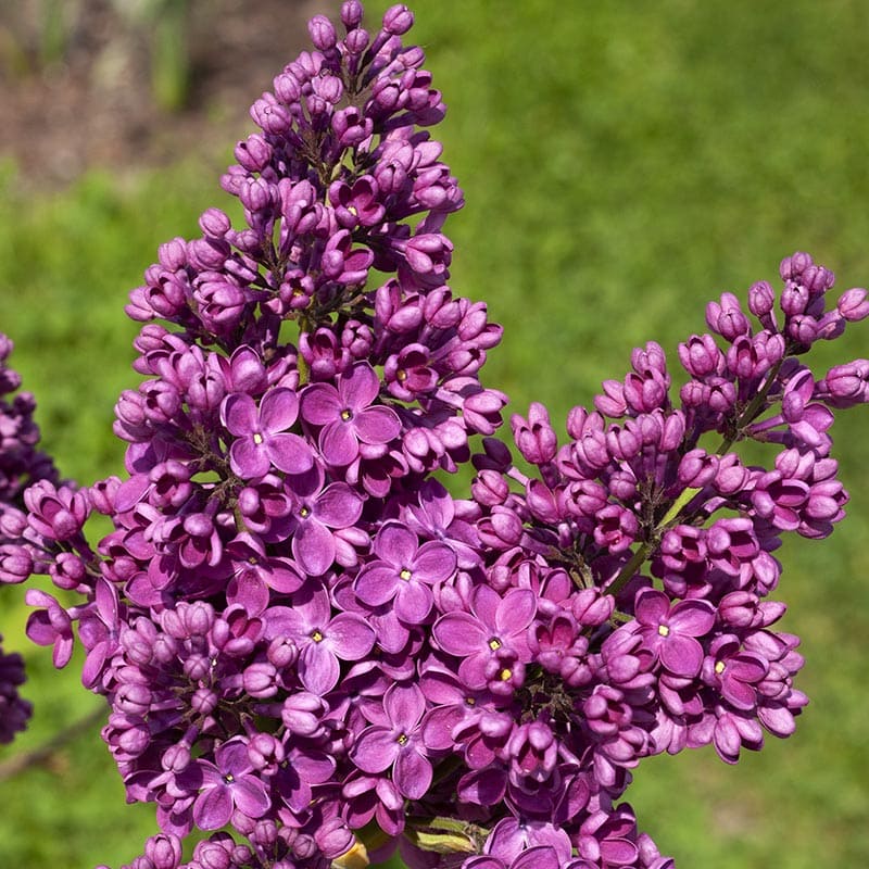 syringa znamya lenina