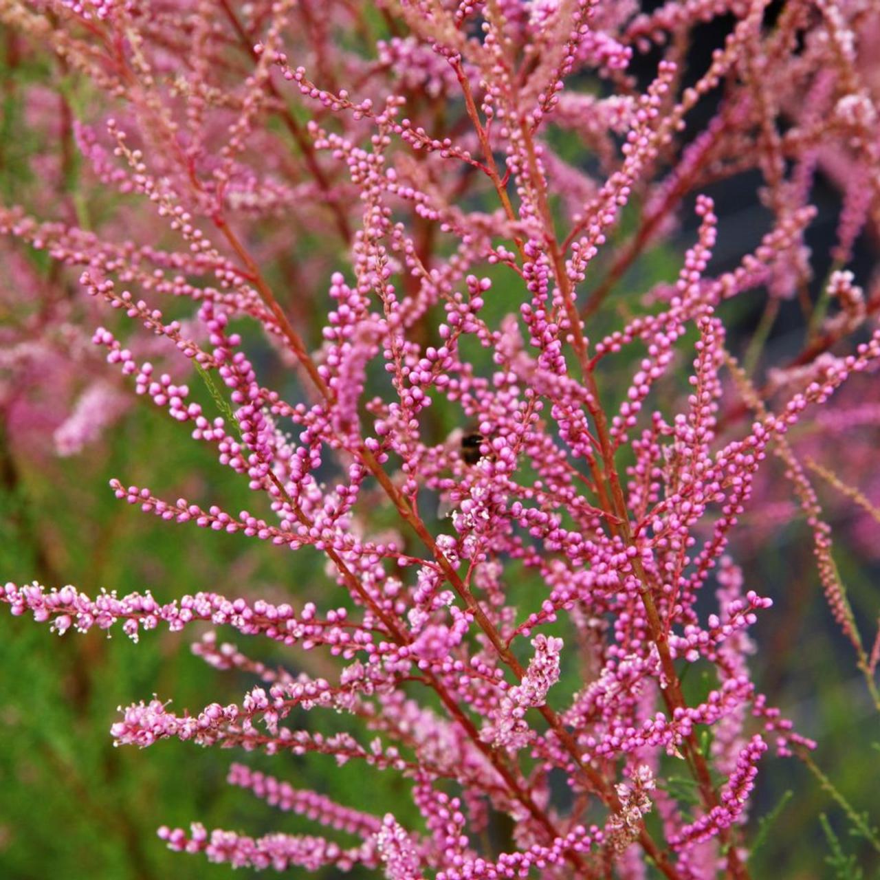 tamarix ramosissima 'rubra' 1
