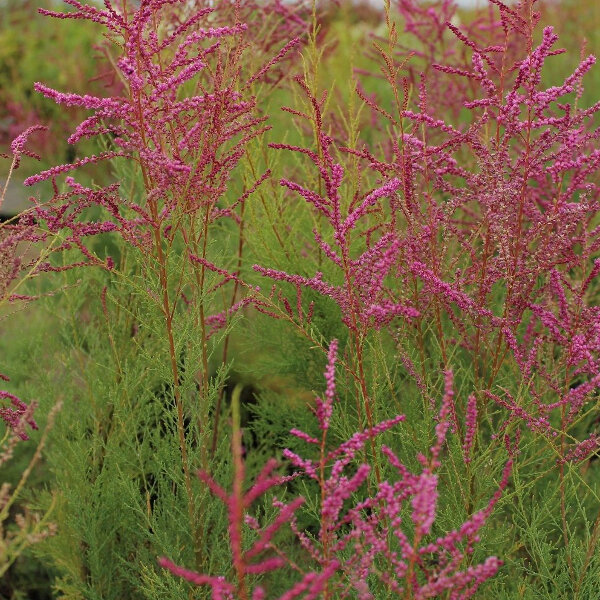 tamarix ramosissima 'rubra' 2
