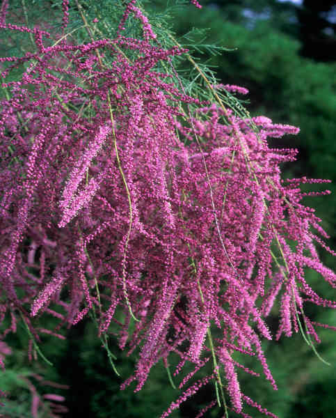Tamarix ramosissima Rubra - Tamarisk flowering in June