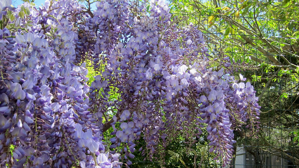 wisteria sinensis blue sapphire 1