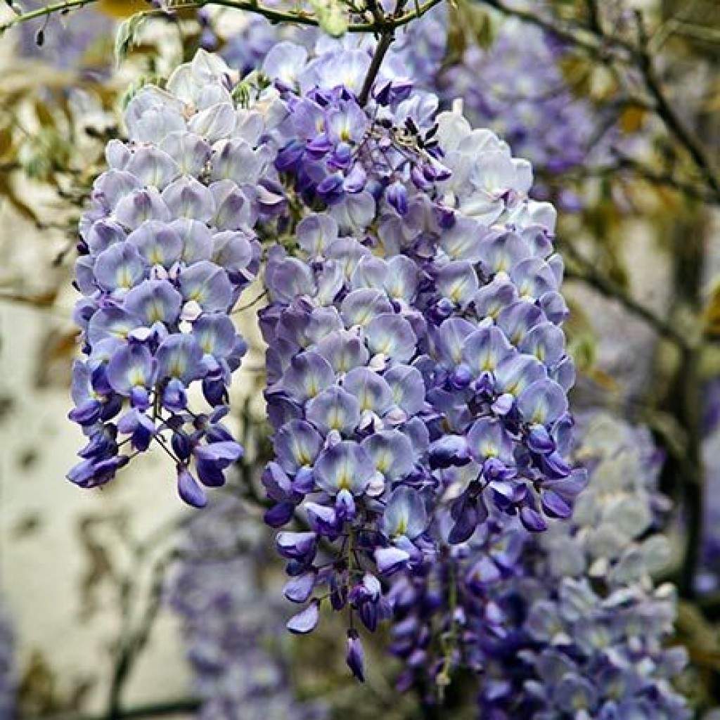 wisteria sinensis blue sapphire 2