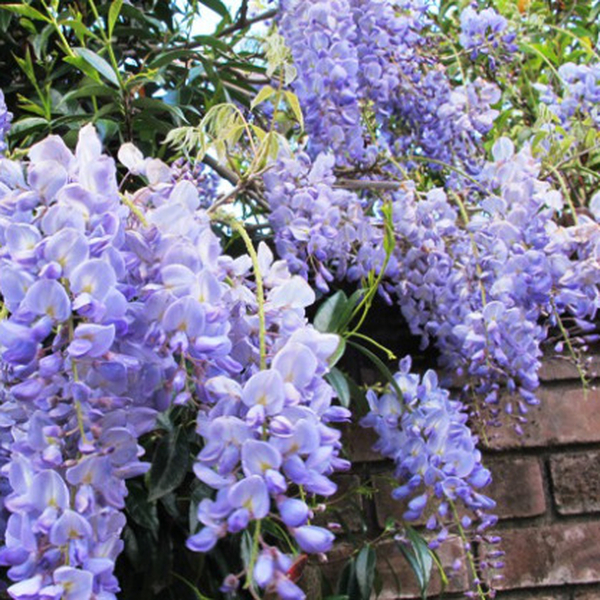wisteria sinensis blue sapphire