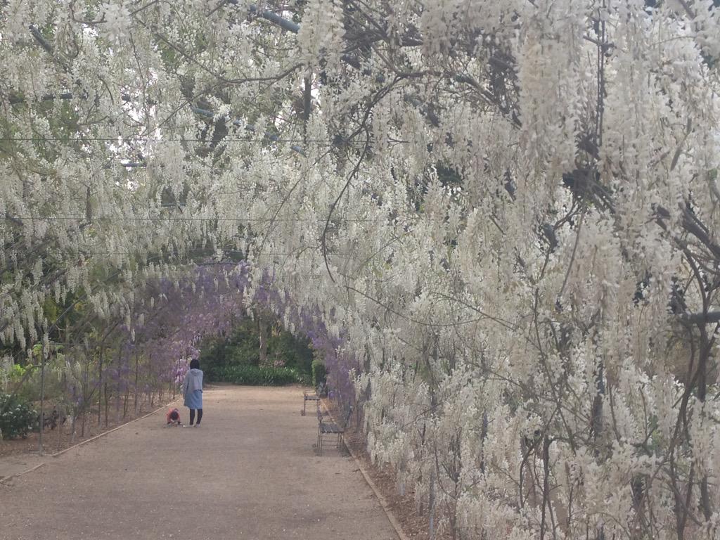 wisteria sinensis jako 2