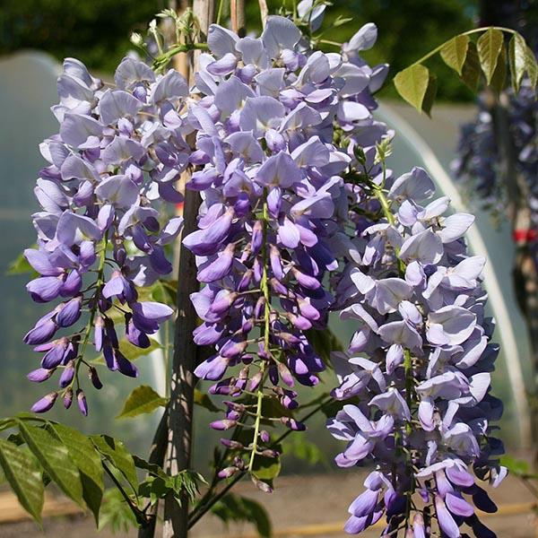 wisteria sinensis prolific 1