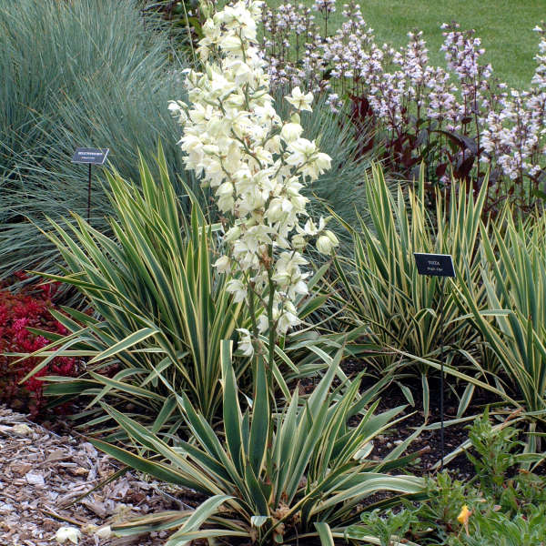 yucca bright edge 2