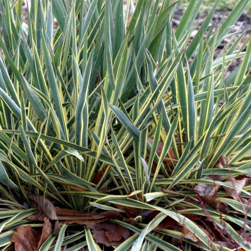 yucca bright edge