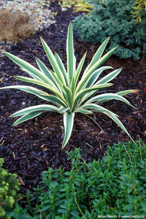 yucca ivory tower 1
