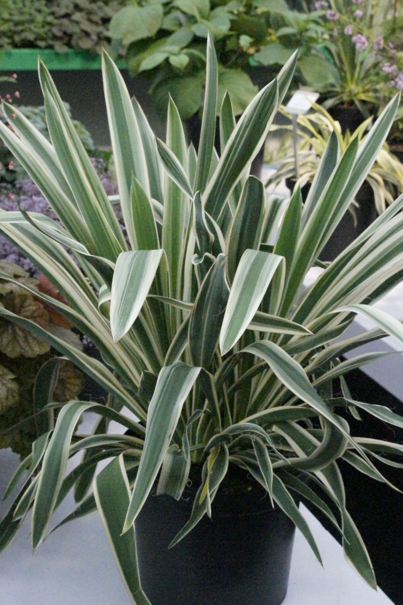 yucca ivory tower 2