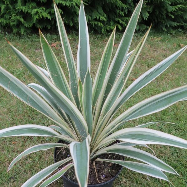 yucca ivory tower