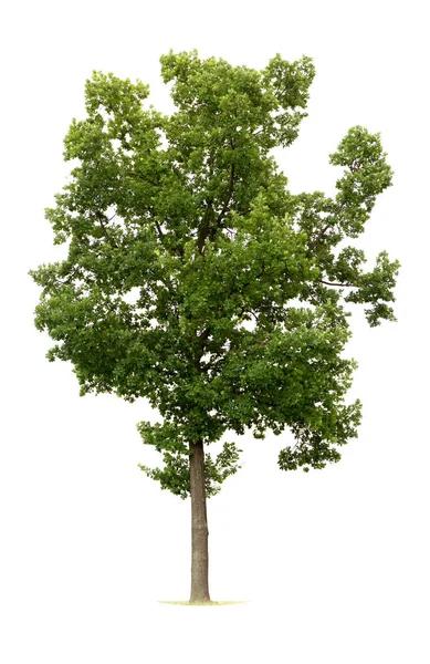 Fraxinus angustifolia Raywood