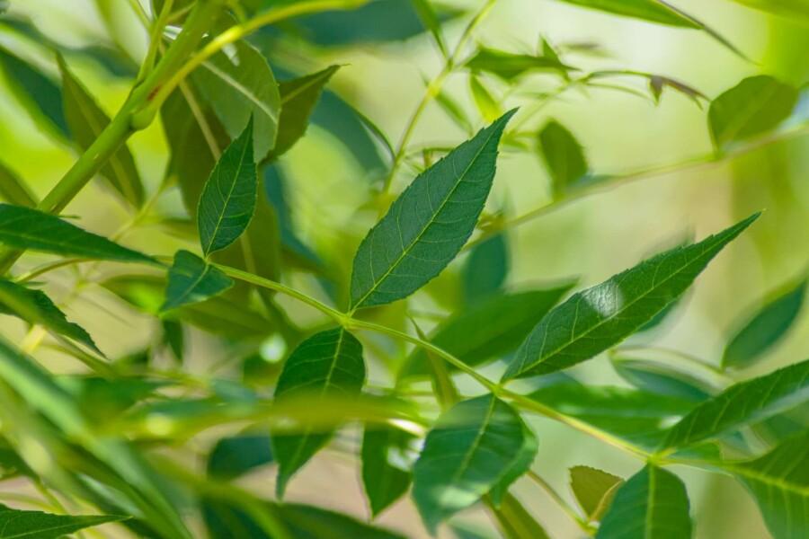 Fraxinus angustifolia Raywood 2