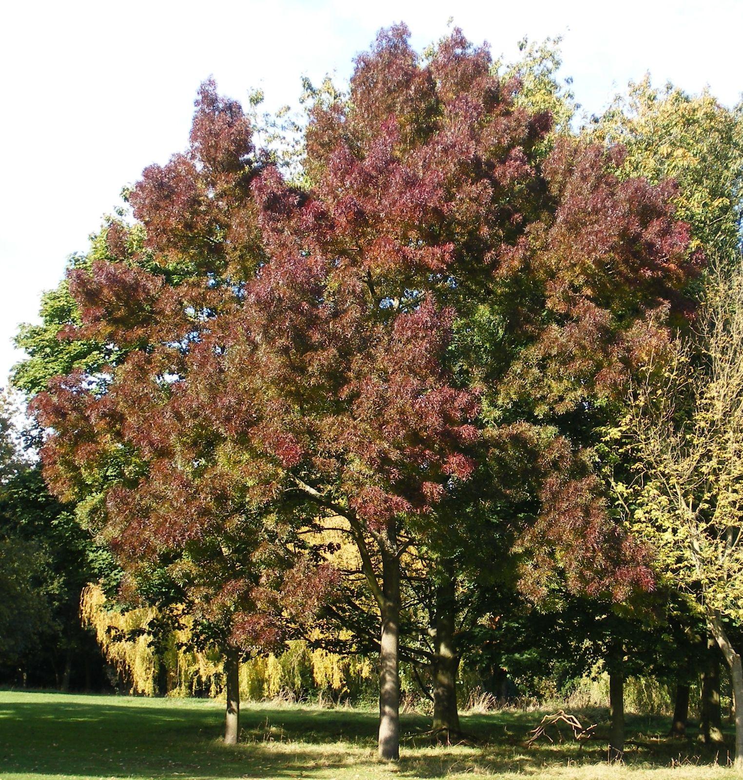 Fraxinus angustifolia Raywood 3