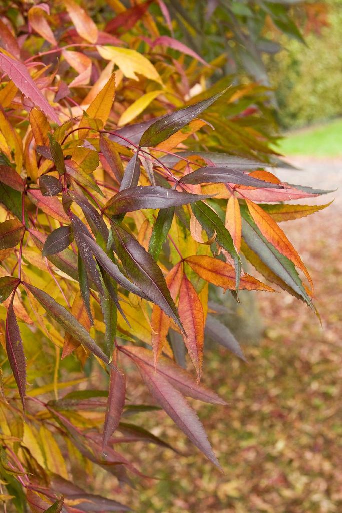 Fraxinus angustifolia Raywood 4