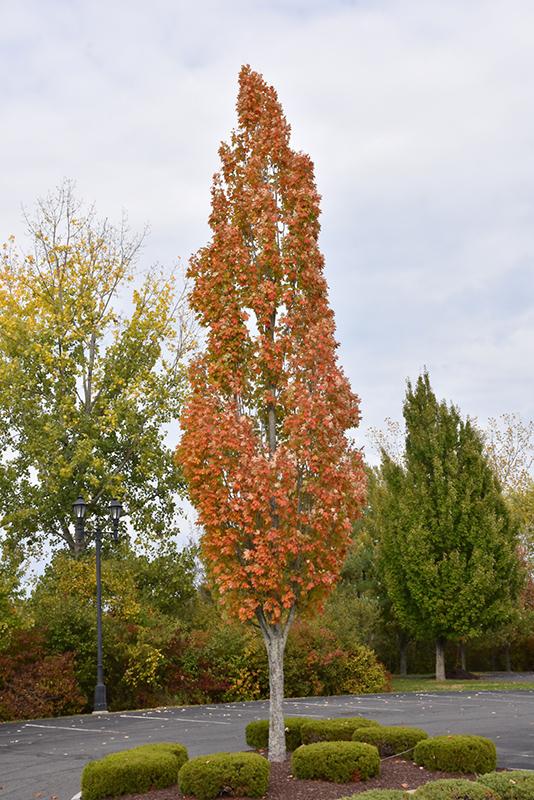 acer freemanii armstrong 1