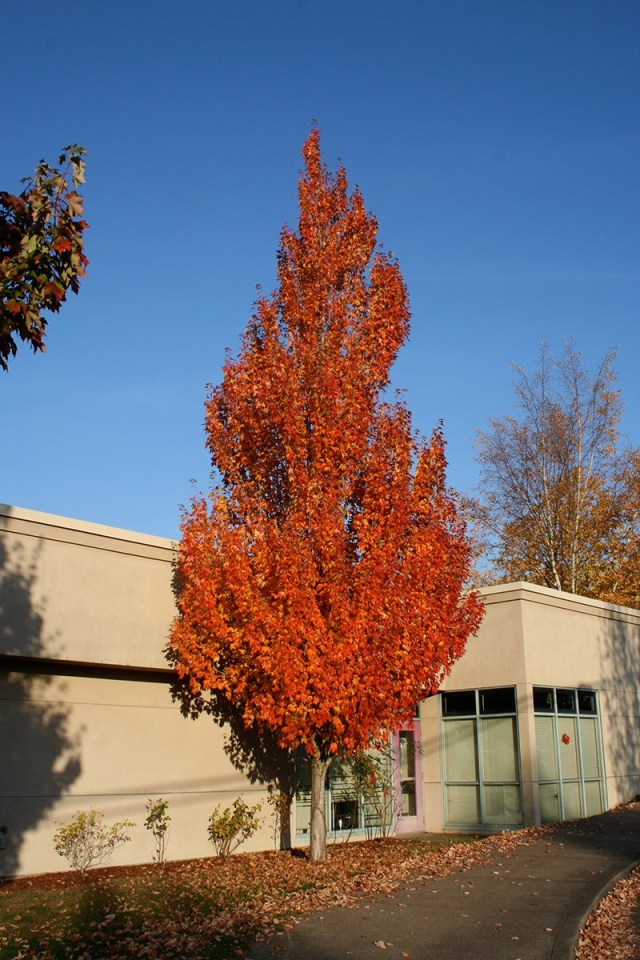 acer freemanii armstrong 2