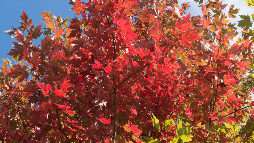 acer freemanii armstrong