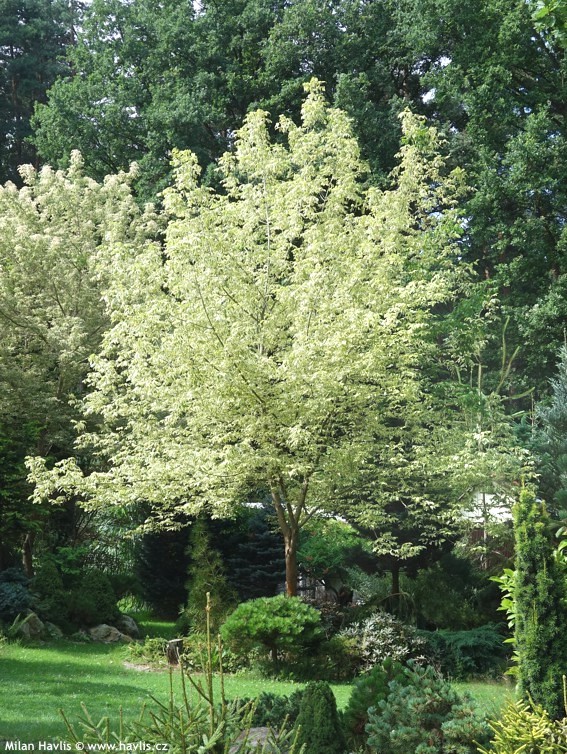 acer negundo variegatum 2