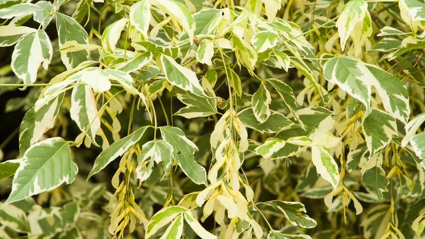 acer negundo variegatum