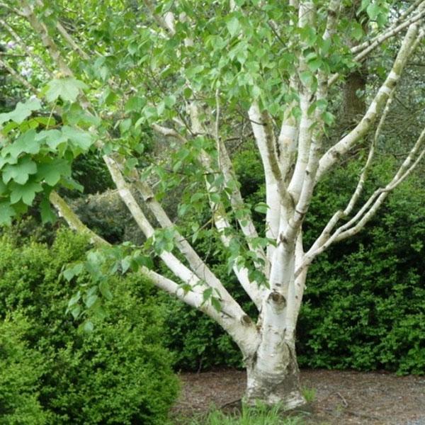 betula pendula multitrunchi 1