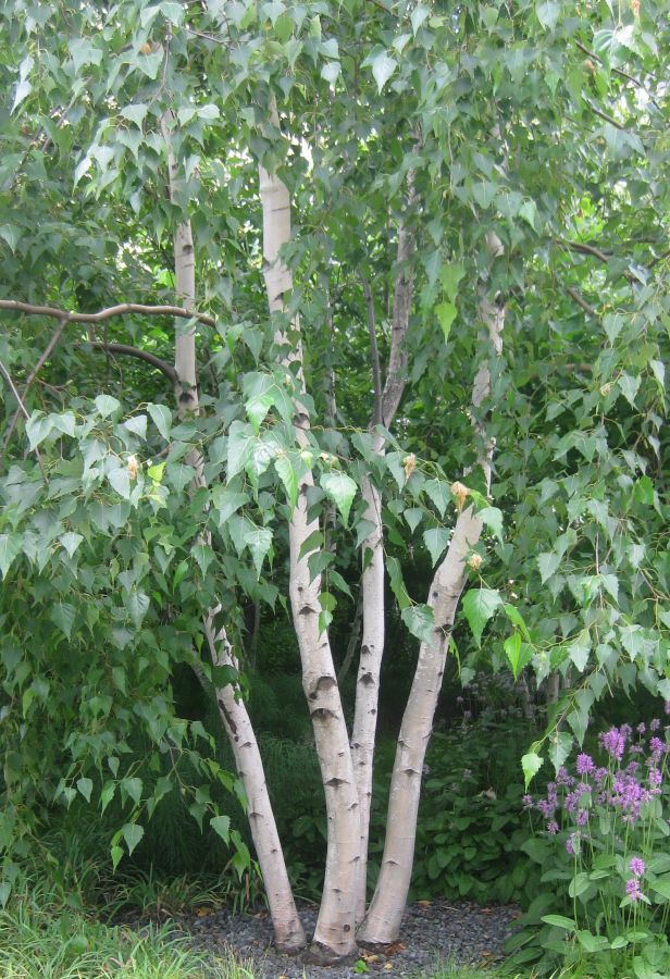 betula pendula multitrunchi
