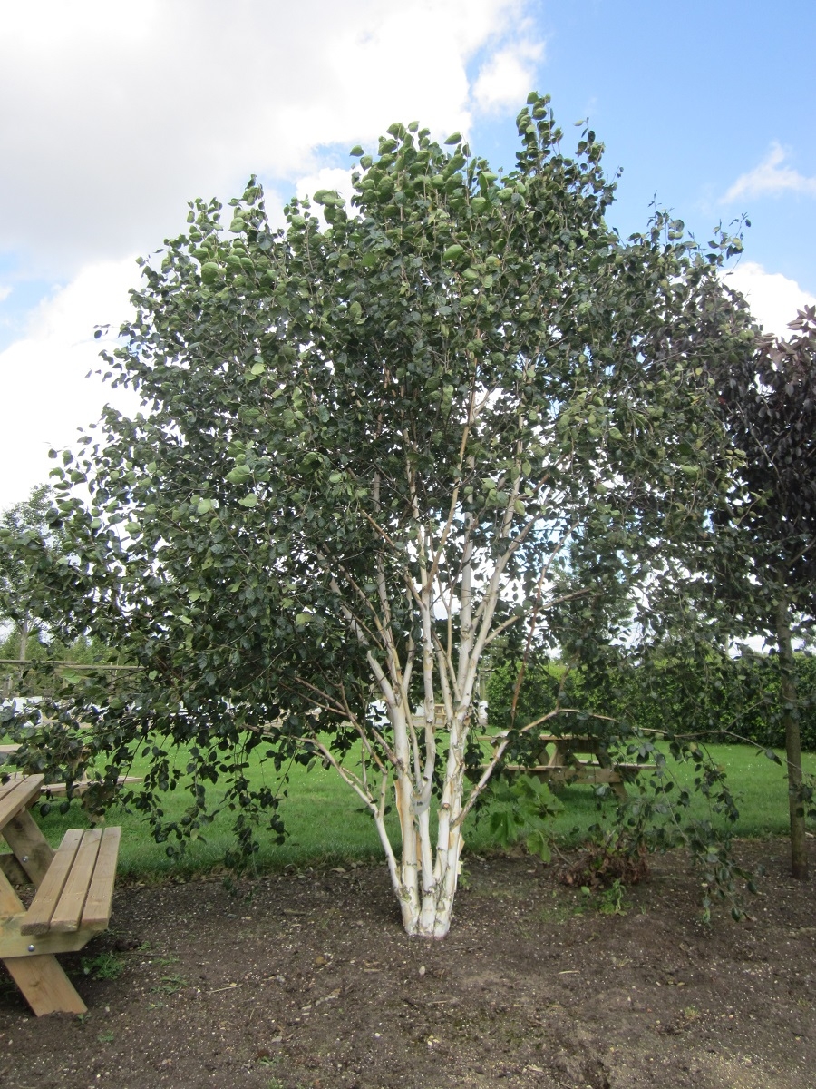betula utilis jacquemontii multitrunchi 1