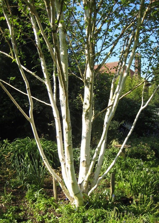 betula utilis jacquemontii multitrunchi 2