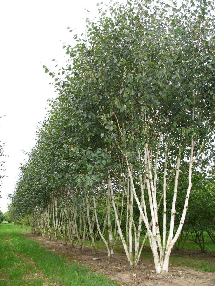 betula utilis jacquemontii multitrunchi