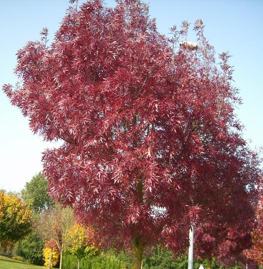 fraxinus raywood