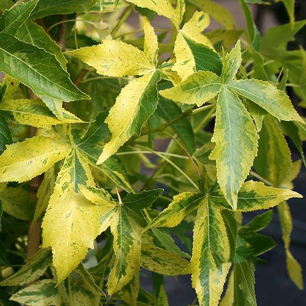 liquidambar aurea 1