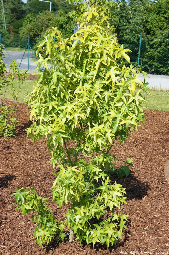 liquidambar aurea 2