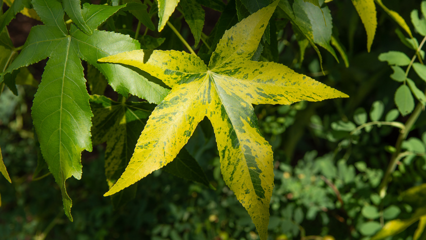 liquidambar aurea