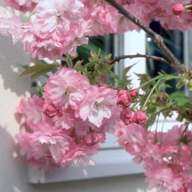 prunus pink perfection 1