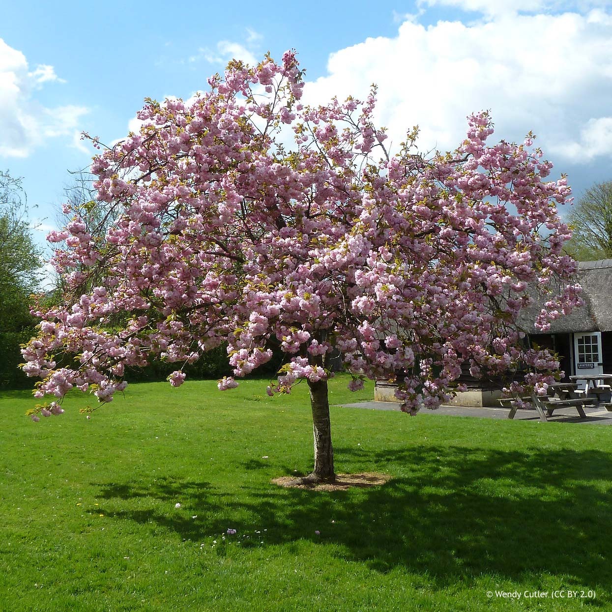 prunus pink perfection 3