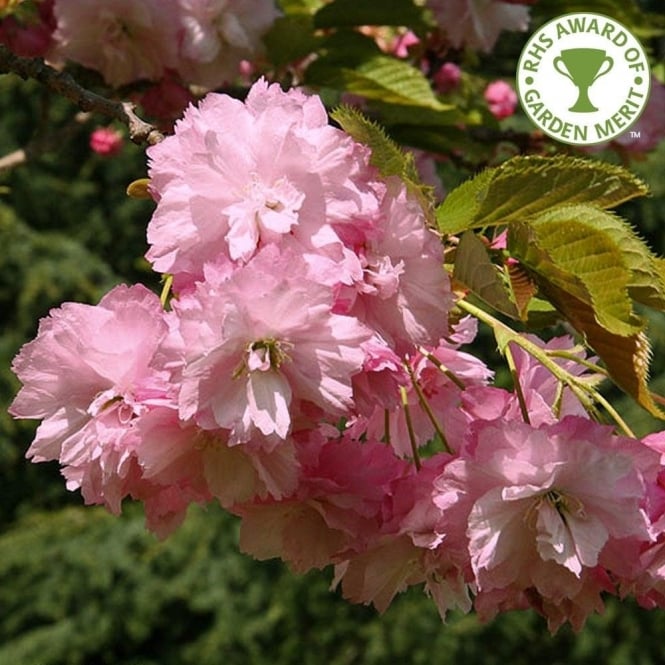 prunus pink perfection