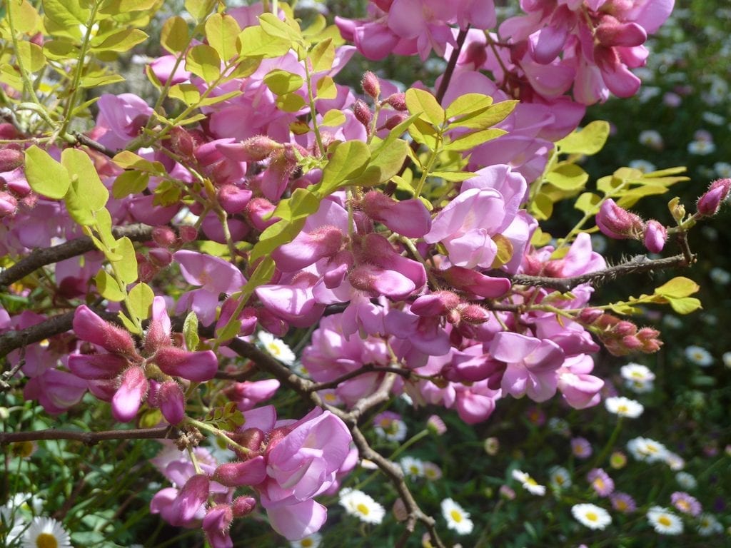 robinia elliotii 1