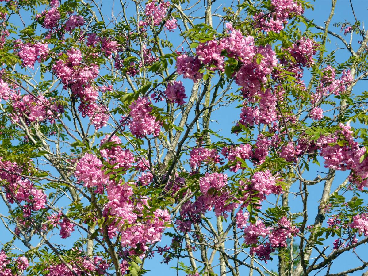 robinia elliotii 2