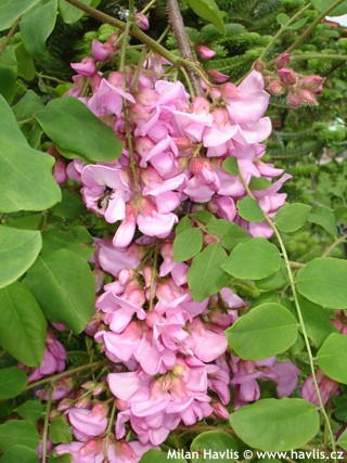 robinia elliotii