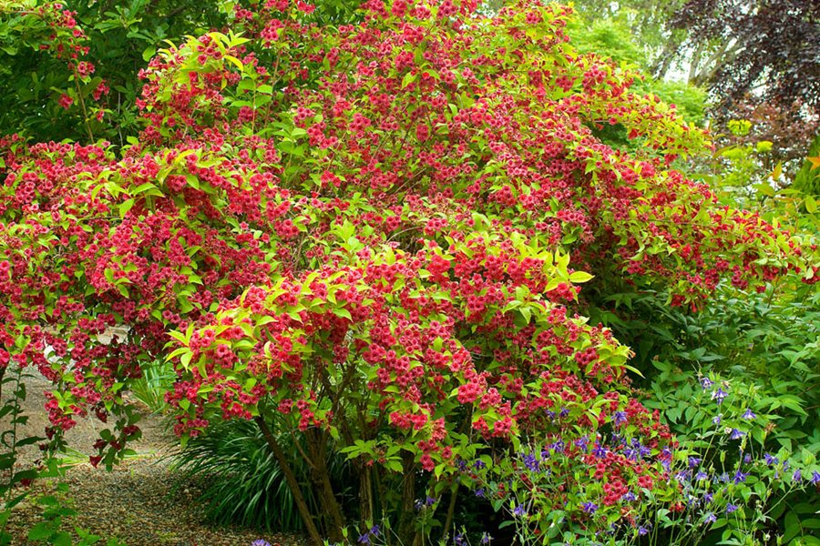 weigela rubidor 1