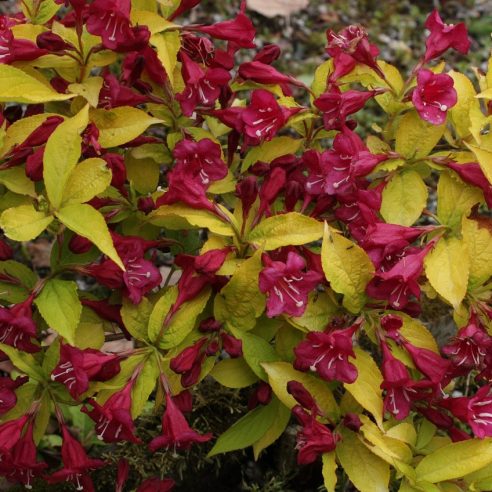 weigela rubidor 2