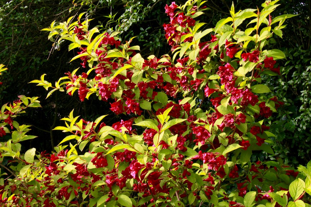 weigela rubidor 3