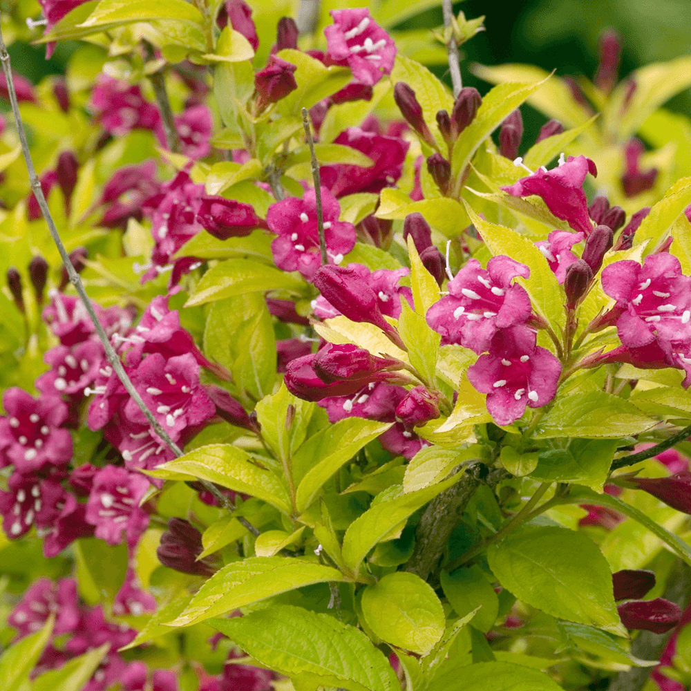 weigela rubidor