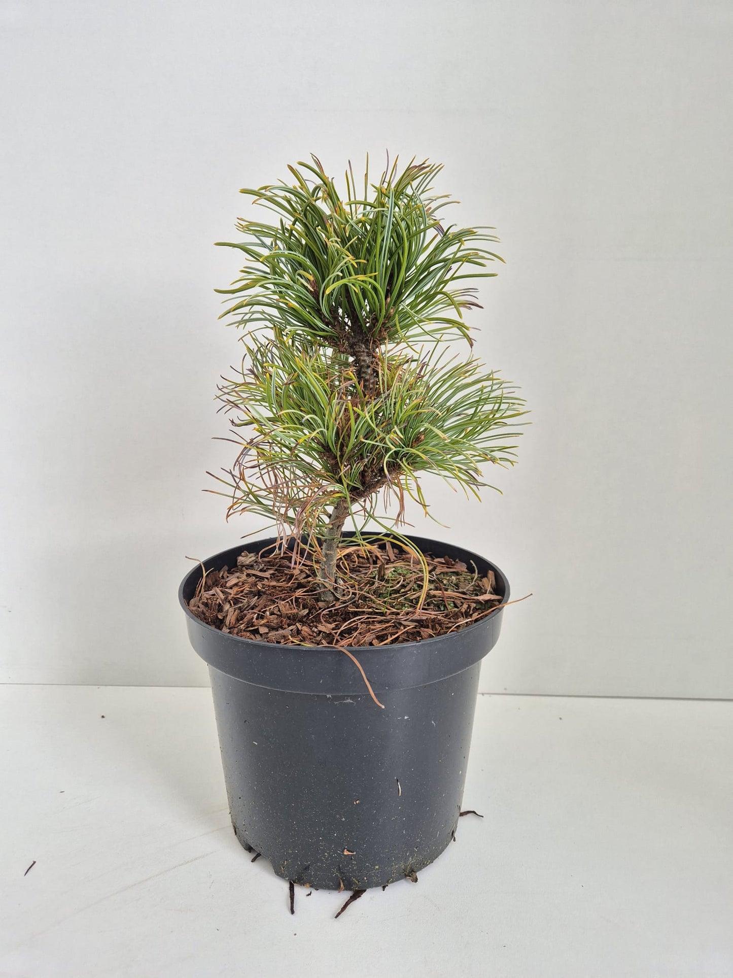 Pinus parviflora Bergman 2