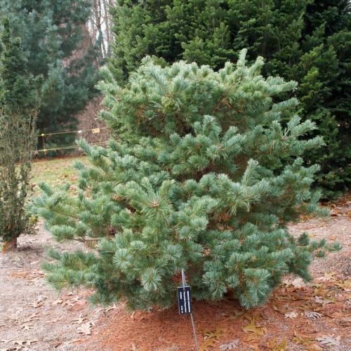 Pinus parviflora Bergman 3